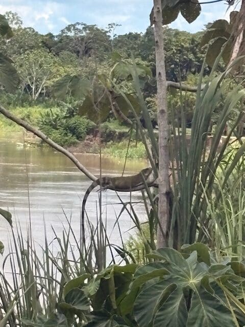Iguana spotted along the Amazon riverbank